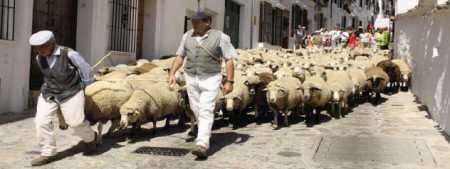 Fotografía anunciadora de la I Ruta Trashumante.