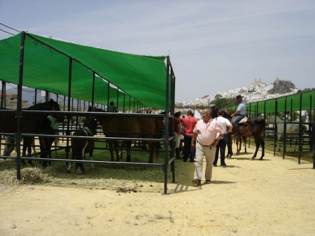 Primera jornada de la Feria de Ganado de Olvera.