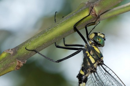 Macromia Splendens, en peligro de extinción.