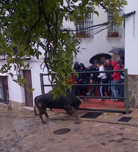 Un toro, ante un grupo de personas, en el festejo del Domingo de Resurrección en Benamahoma.