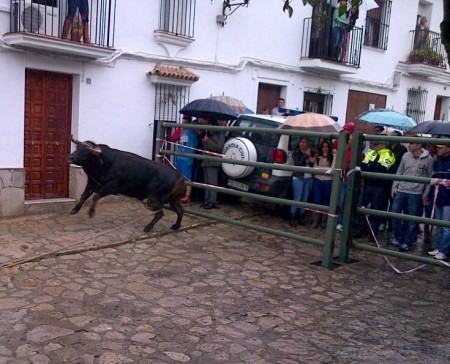 Suelta de toro del Domingo de Resurrección de Benamahoma.