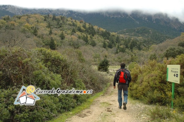 Paseo por el pinsapar de Grazalema