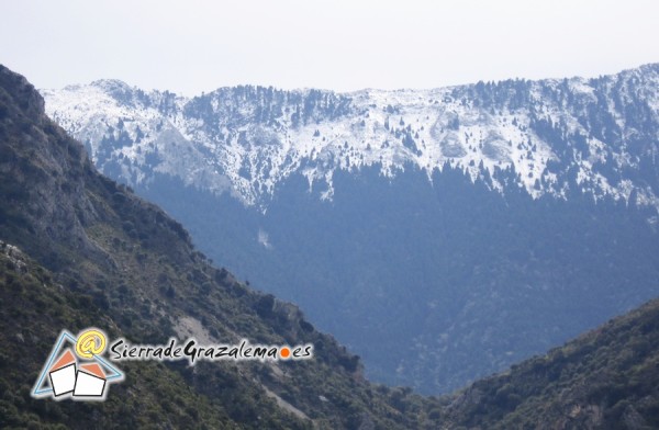 El pinsapar en invierno