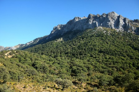 Pinsapar del parque natural Sierra de Grazalema.