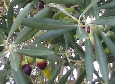 Olivas de la Sierra de Cádiz.