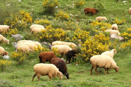 Ovejas de la Sierra.