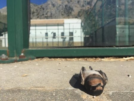 Ave muerta tras chocar con el cristal de la pista de pádel.