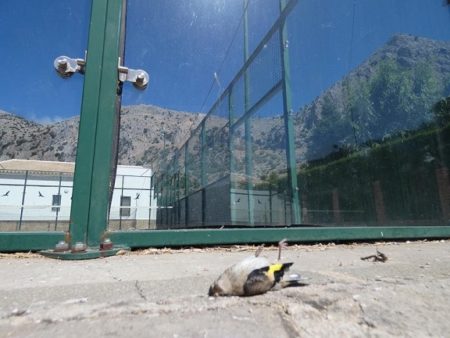 Ave muerta tras chocar con el cristal de la pista de pádel.