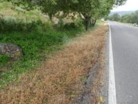 Zona fumigada en la carretera El Bosque-Grazalema.