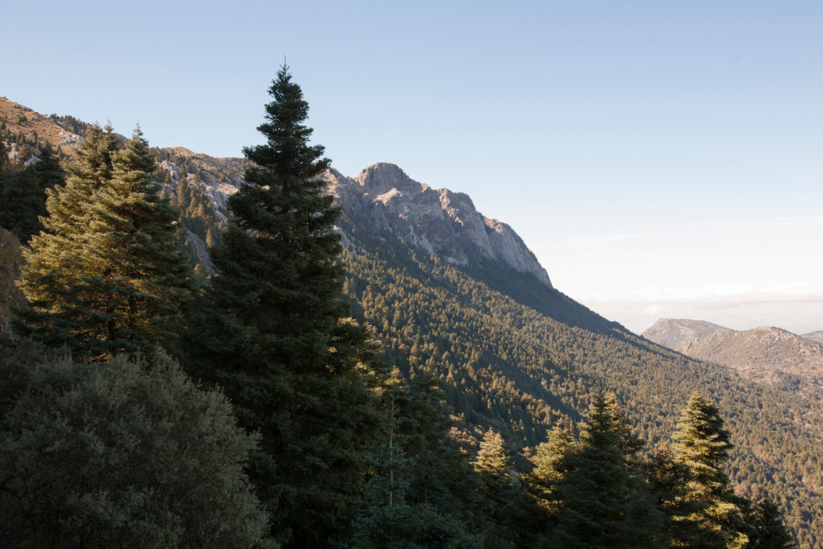 Pinsapar de Grazalema.