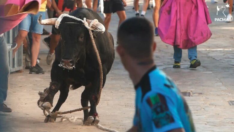 El Partido Animalista considera cruel la fiesta del toro enmaromado de Benaocaz