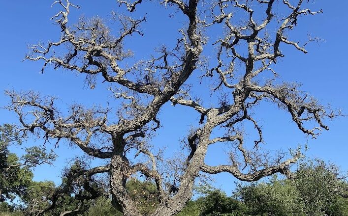 Ecologistas en Acción considera suicida el adelanto del descorche en el Parque Natural Los Alcornocales