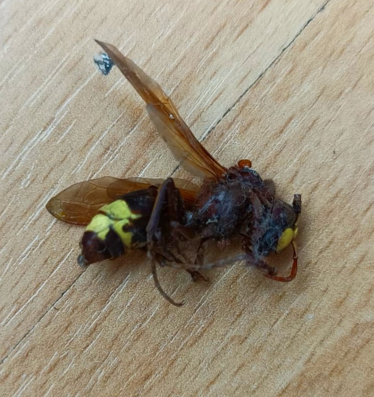 Especimen de vespa orientalis.