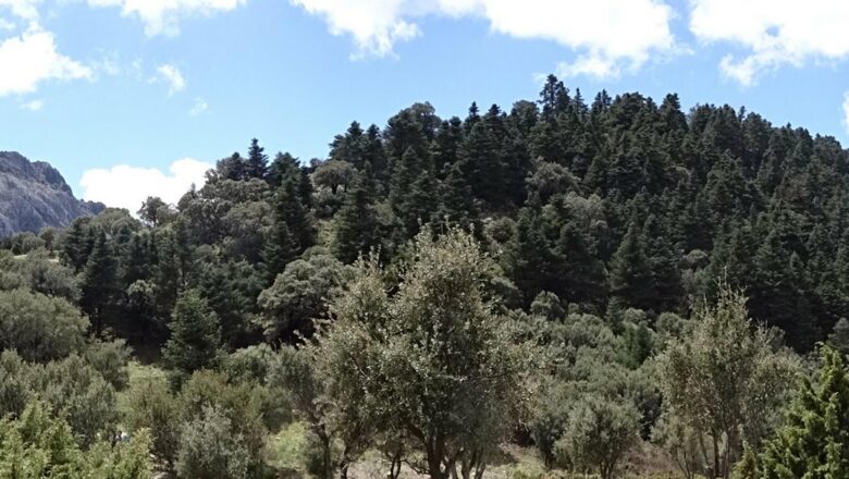 Ecologistas proponen un nuevo modelo de uso público en el parque natural Sierra de Grazalema