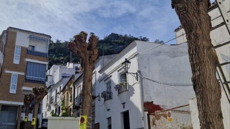 Amigos del bosque denuncia el desmoche de árboles en Ubrique en plena primavera